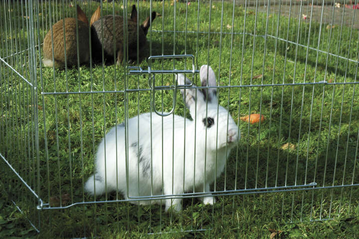 dobar Freilaufgehege